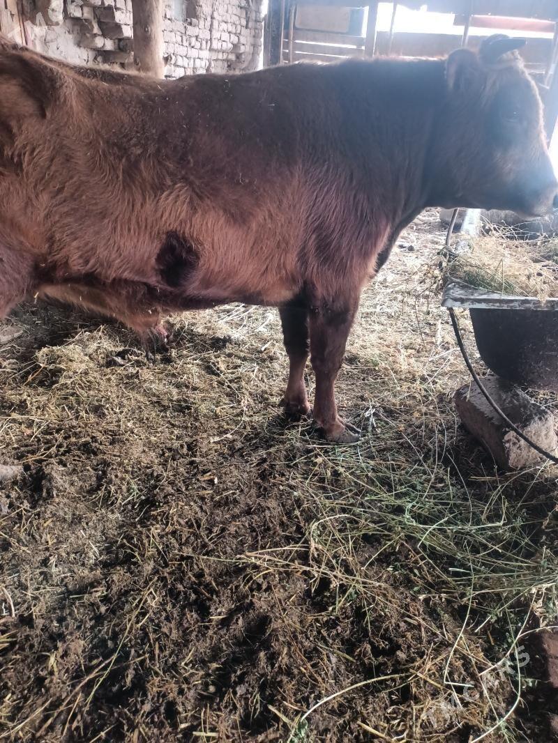 öküz - Чарджоу - img 3