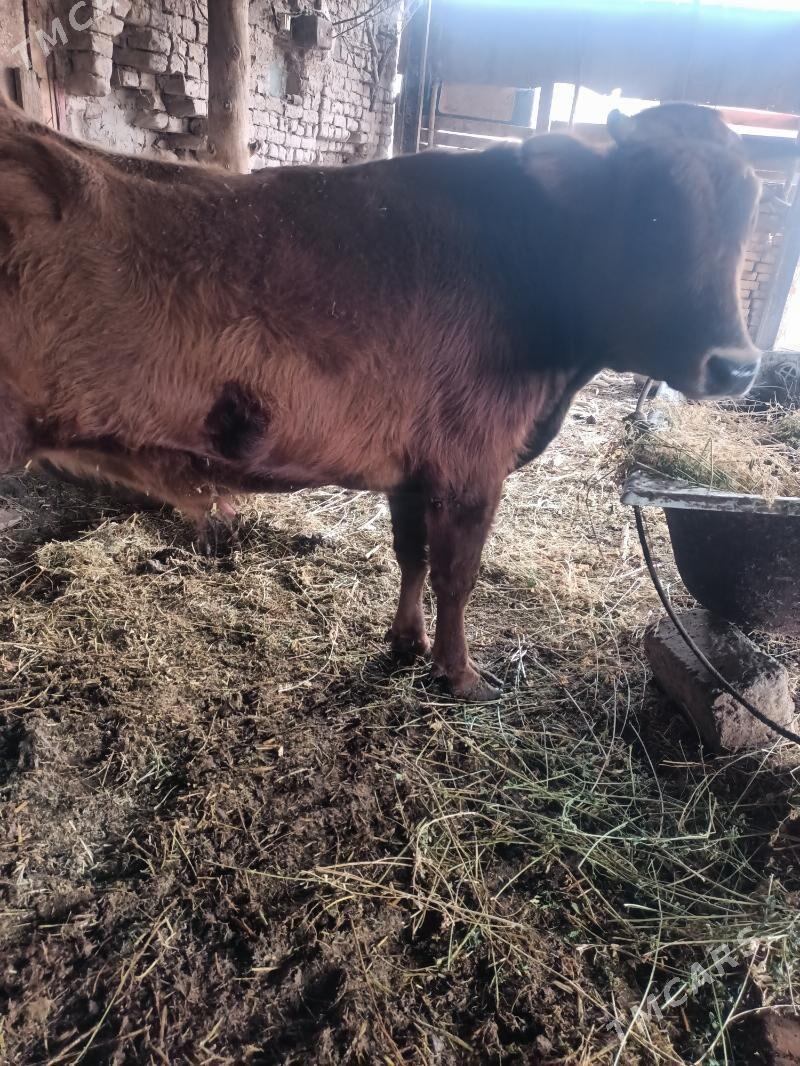 öküz - Чарджоу - img 2