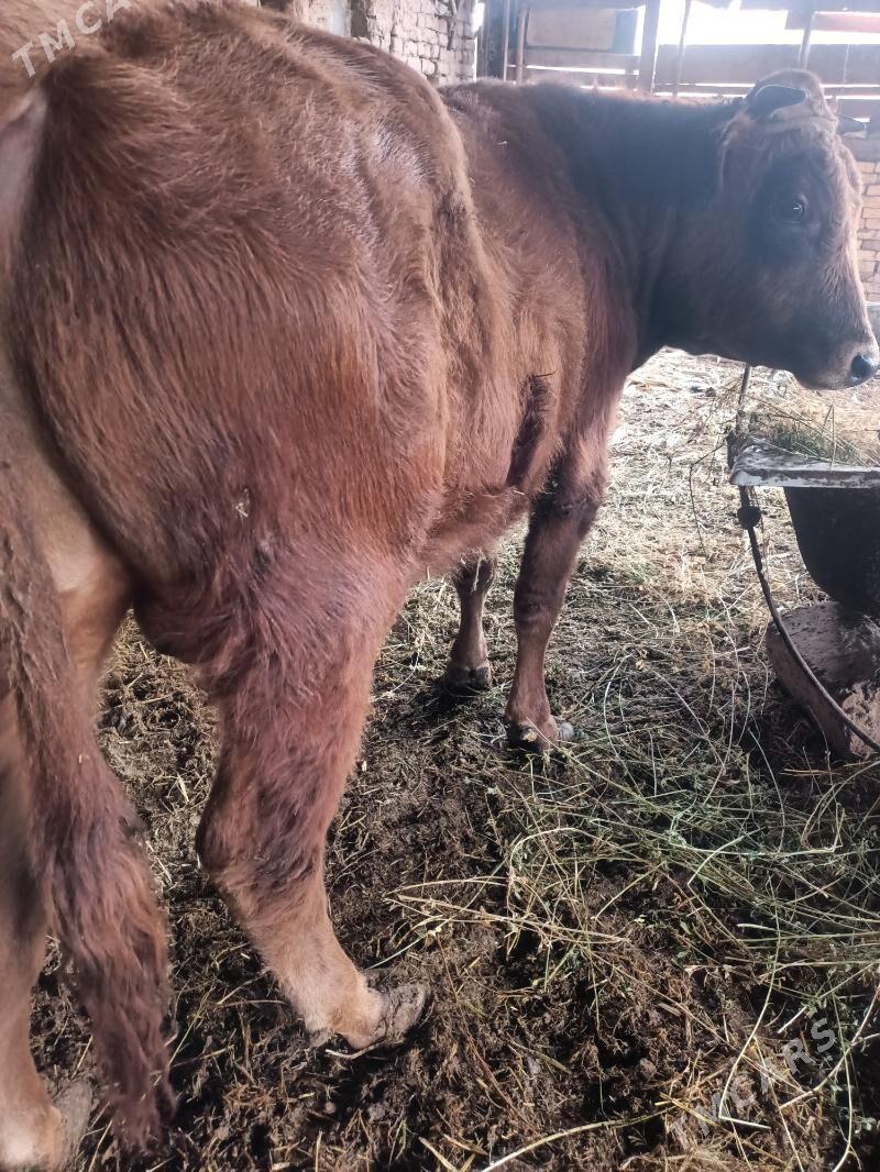 öküz - Чарджоу - img 4