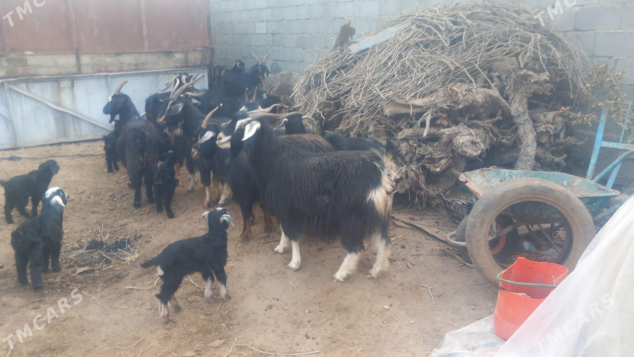 owlakly geçi - Aşgabat - img 3