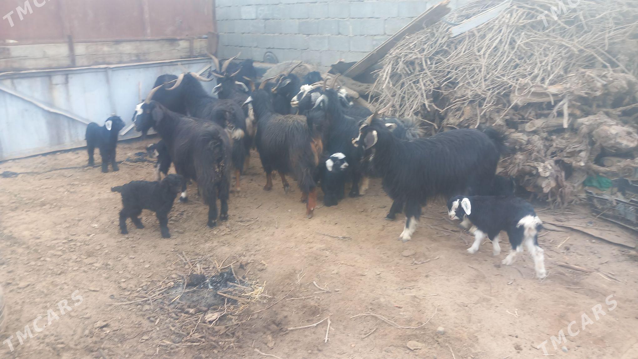 owlakly geçi - Aşgabat - img 2