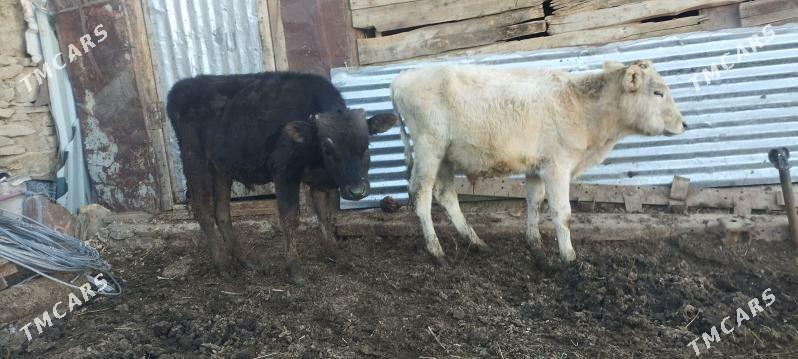 öküzler - Бахарден - img 2