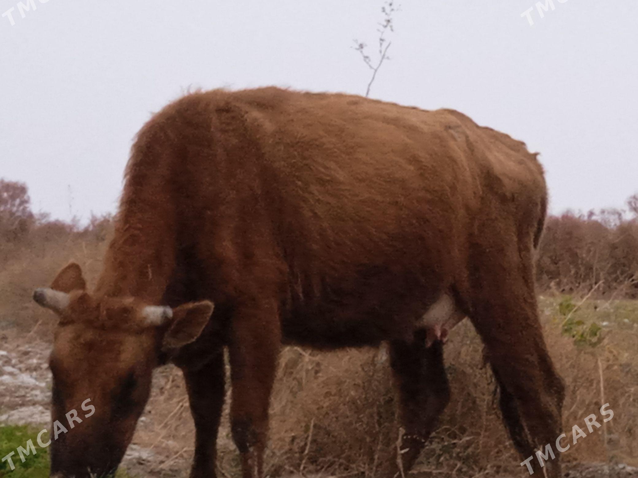 goleli sygyr - Гёкдепе - img 2