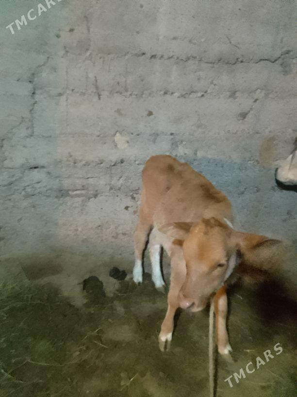 goleli sygyr - Гёкдепе - img 3