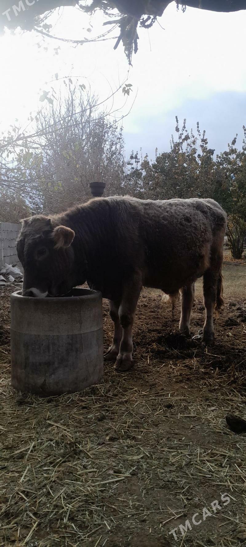 öküzçe. - Бахарден - img 4