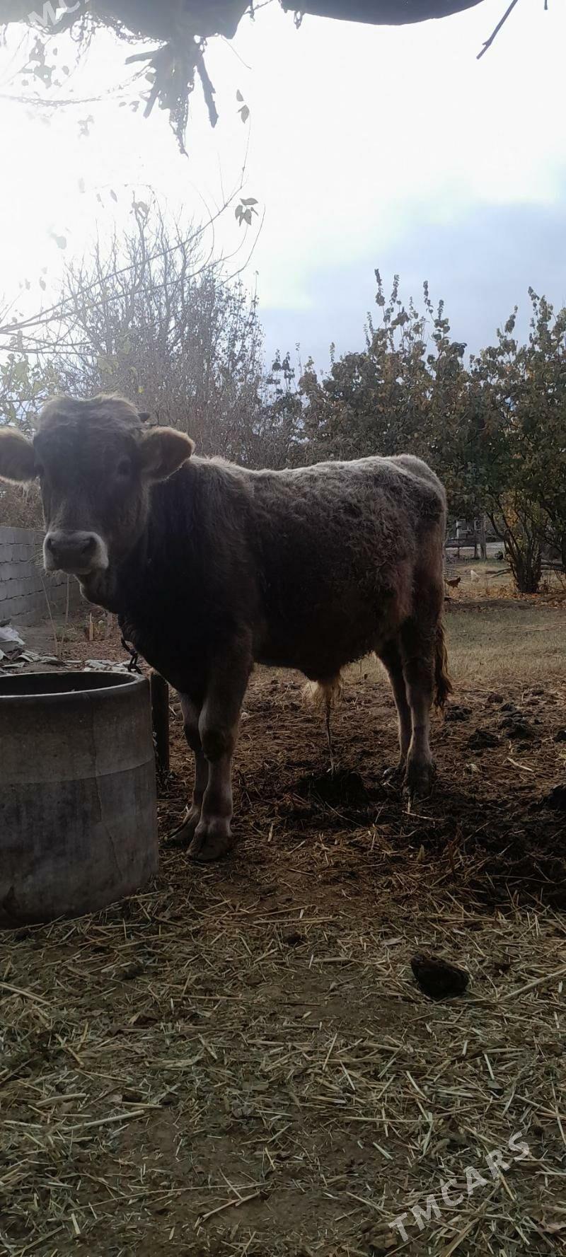 öküzçe. - Бахарден - img 2