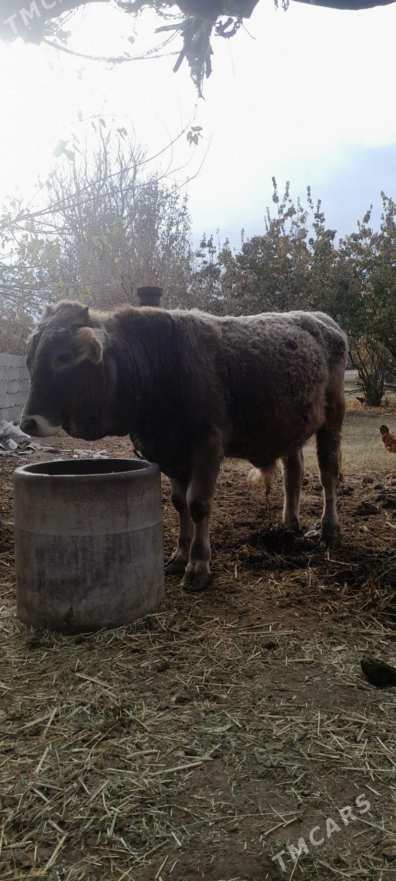 öküzçe. - Бахарден - img 3