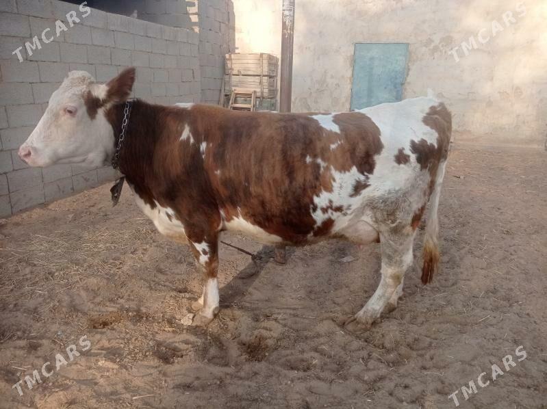 Gõleli sygyr - Ак-Бугдайский этрап - img 2