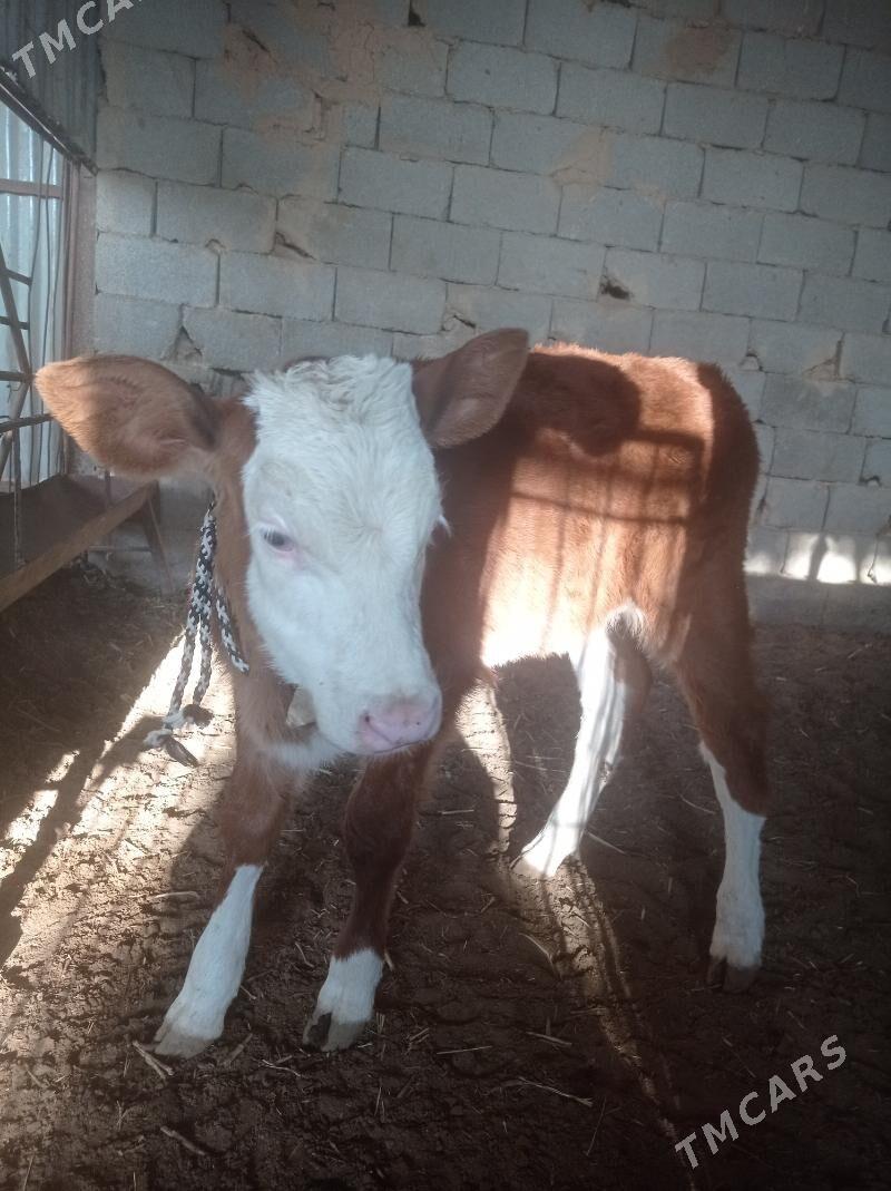 Gõleli sygyr - Ак-Бугдайский этрап - img 3