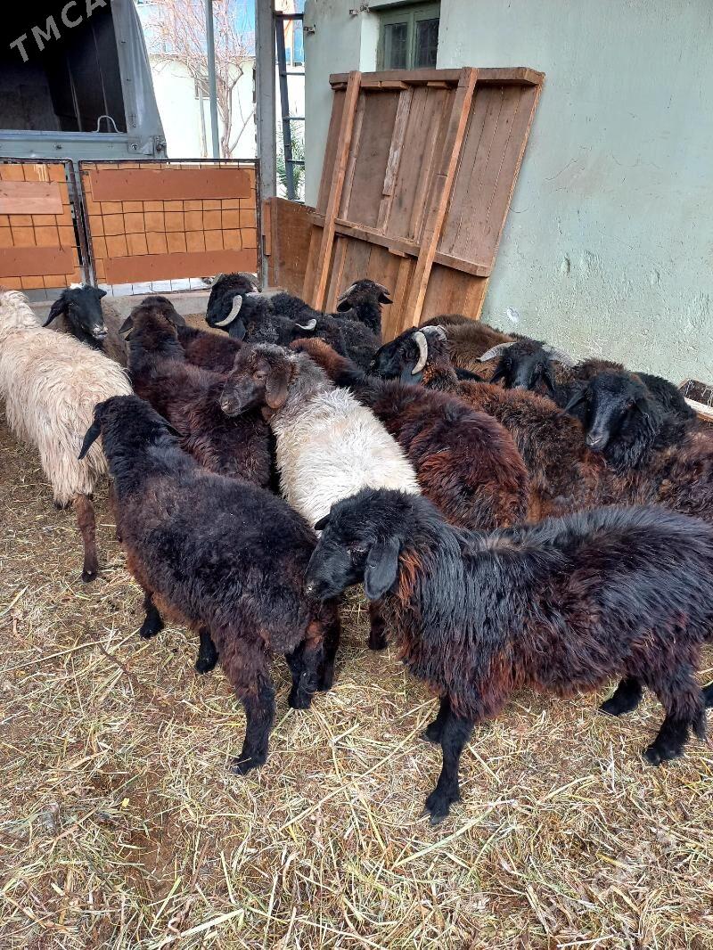 Türkmen.Garaköl.Kisar.Işşekler - Hitrowka - img 3