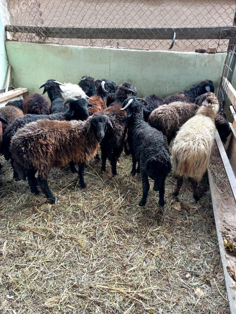 Türkmen.Garaköl.Kisar.Işşekler - Hitrowka - img 2