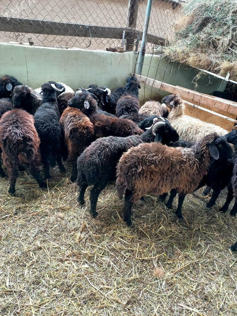 Türkmen.Garaköl.Kisar.Işşekler - Hitrowka - img 4