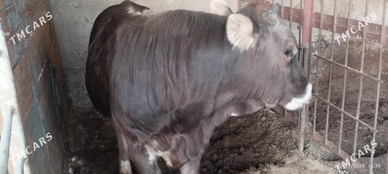 okuz - Гёкдепе - img 2