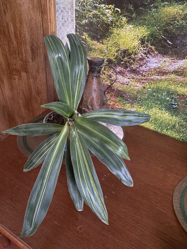 цветы для дома - Aşgabat - img 2