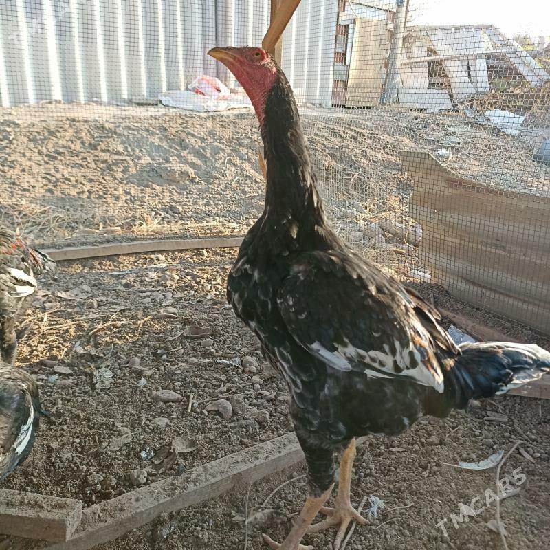 baysy - Сакар - img 5