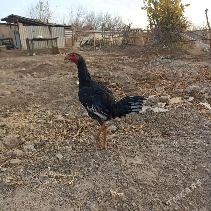 baysy - Сакар - img 4