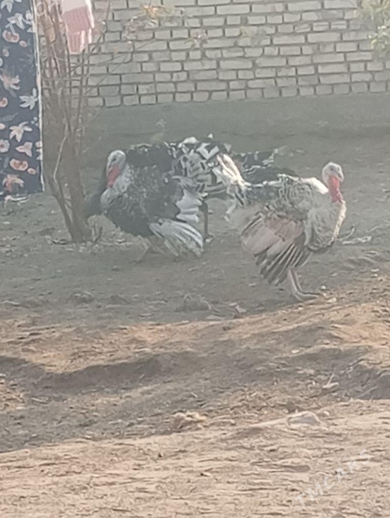 ERKEK INDUK - Мары - img 5