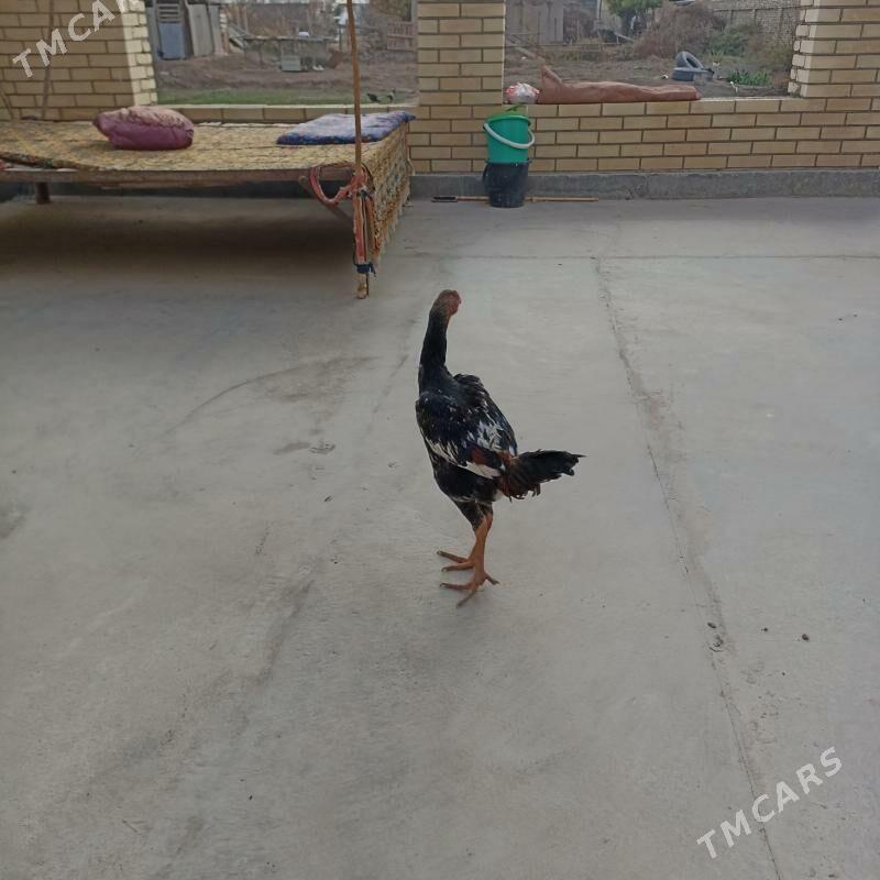 baysy - Сакар - img 3