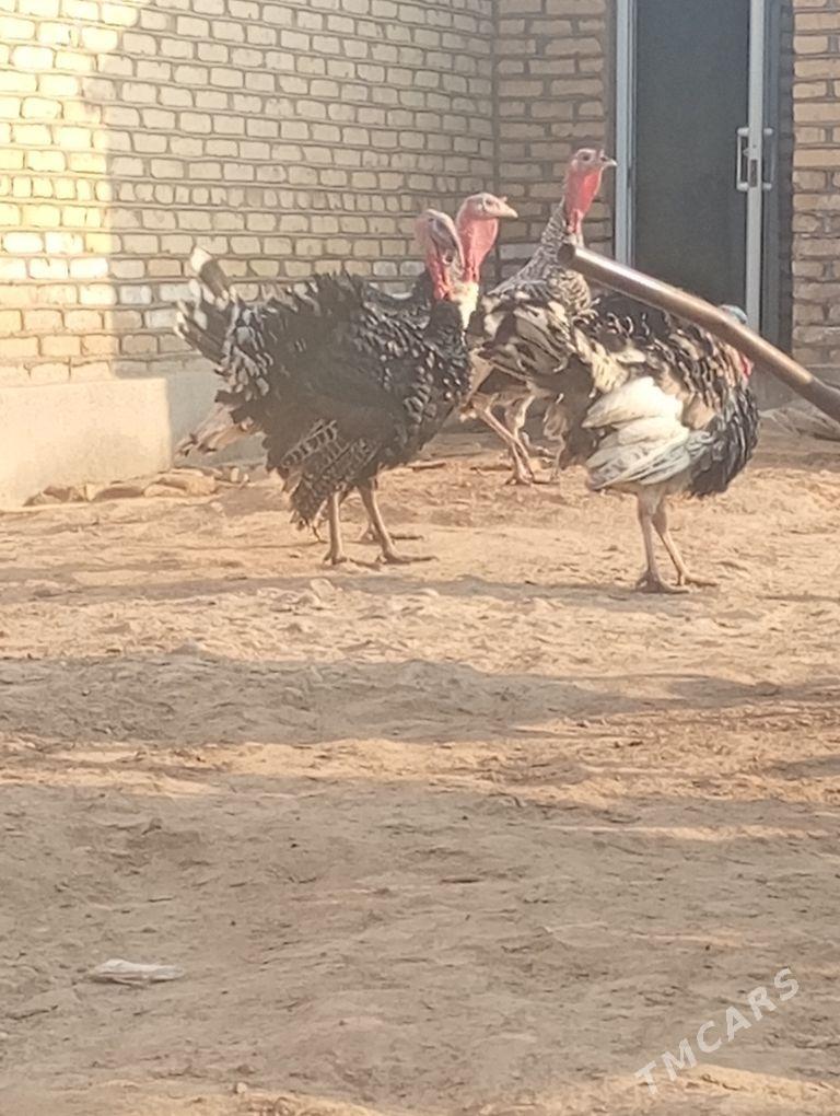 ERKEK INDUK - Мары - img 2