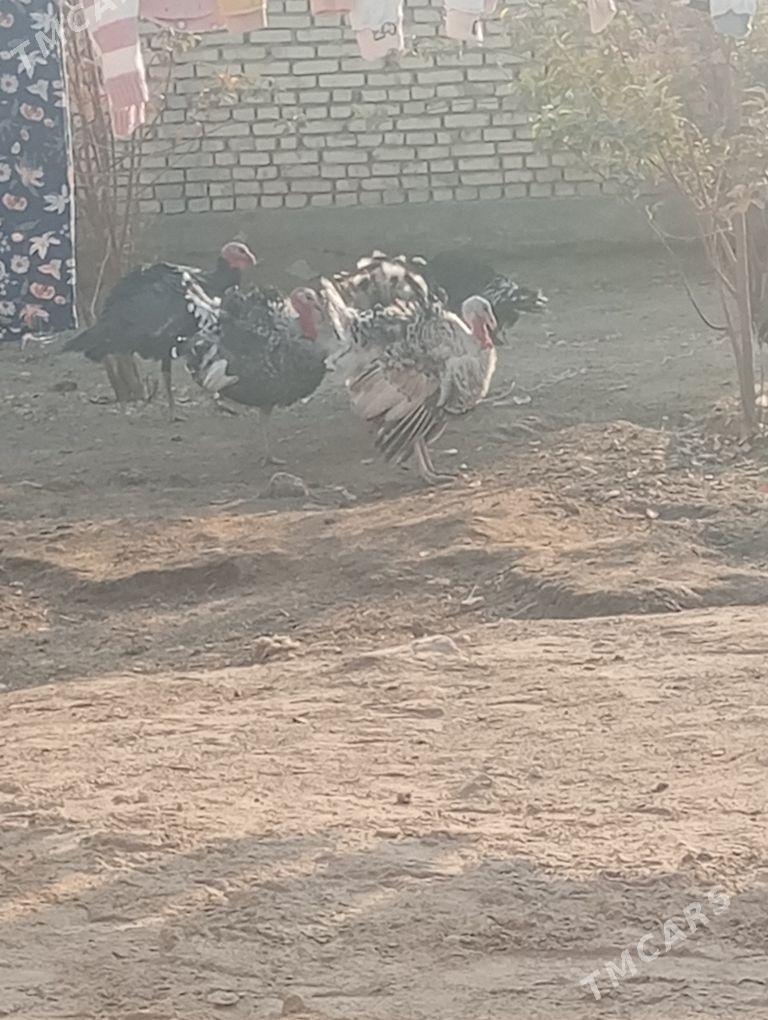 ERKEK INDUK - Мары - img 6