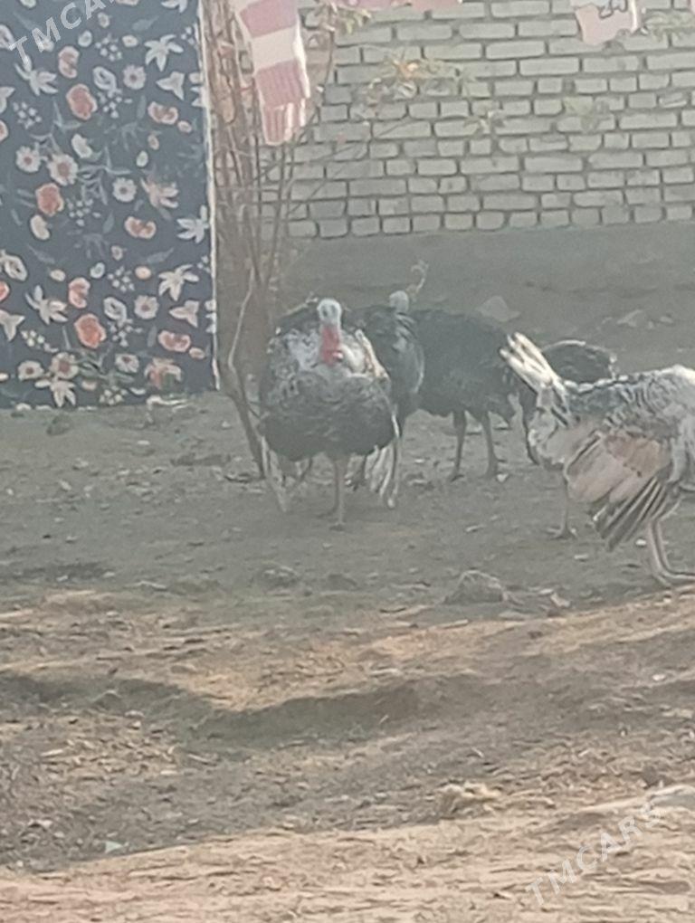 ERKEK INDUK - Мары - img 4