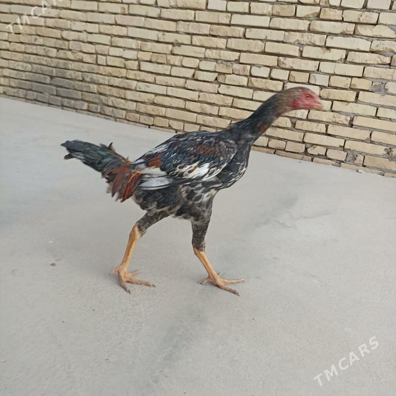 baysy - Сакар - img 2