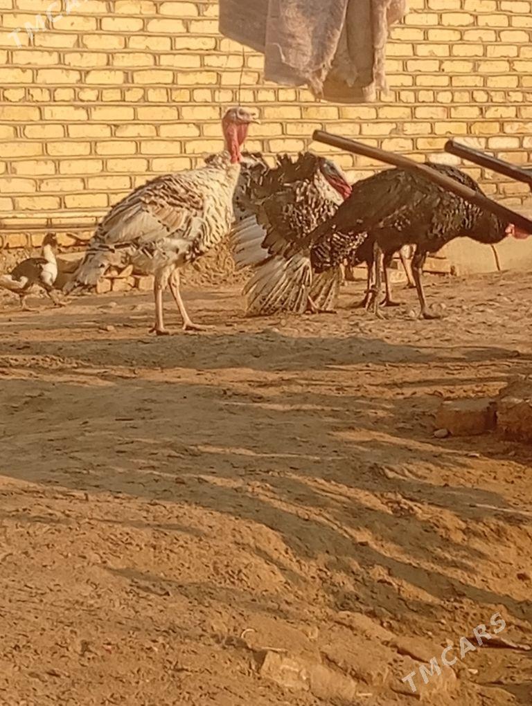 ERKEK INDUK - Мары - img 3