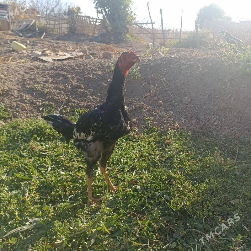 baysy - Сакар - img 6