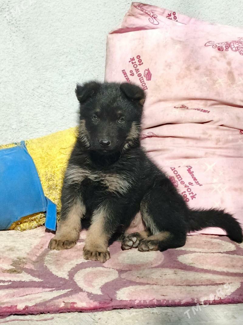 Awçarka - Ашхабад - img 3