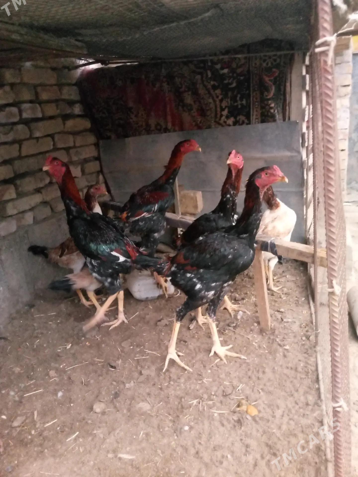 Horaz - Туркменабат - img 2