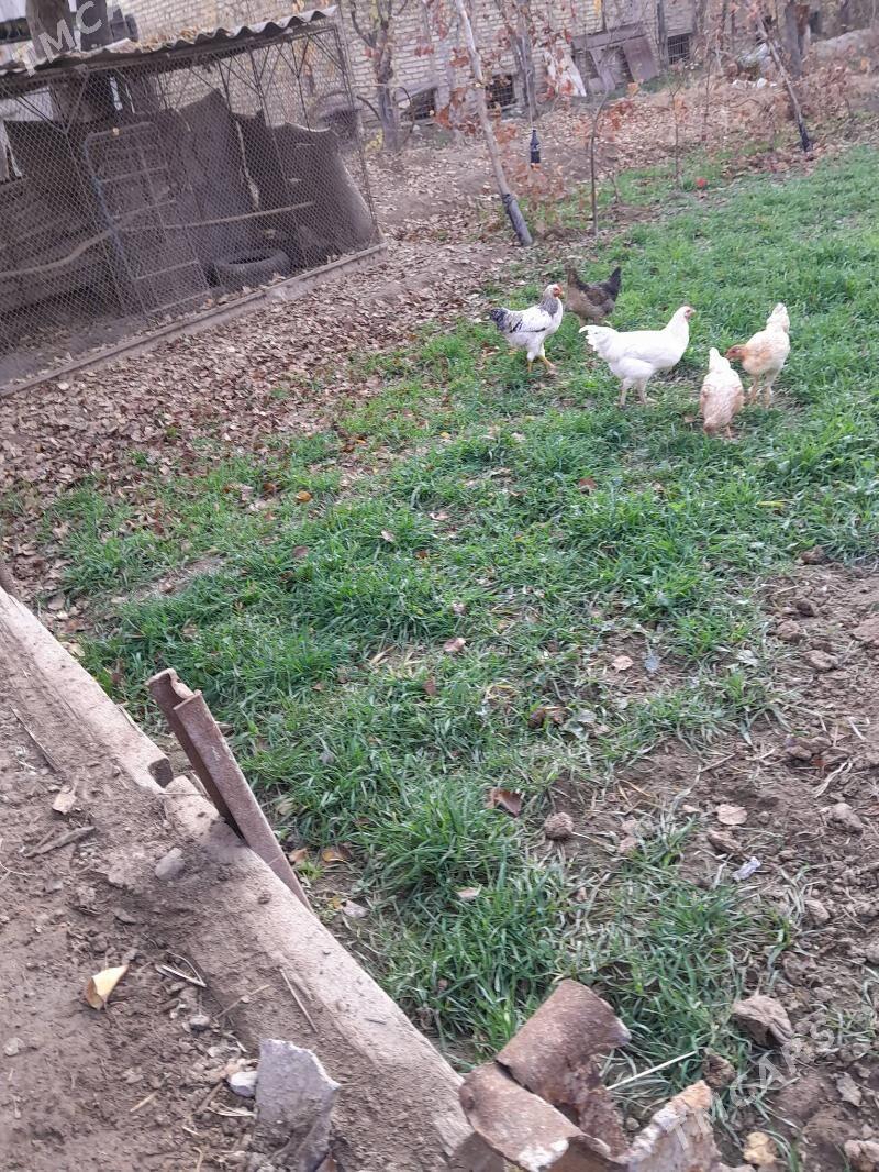 хораз - Фарап - img 5