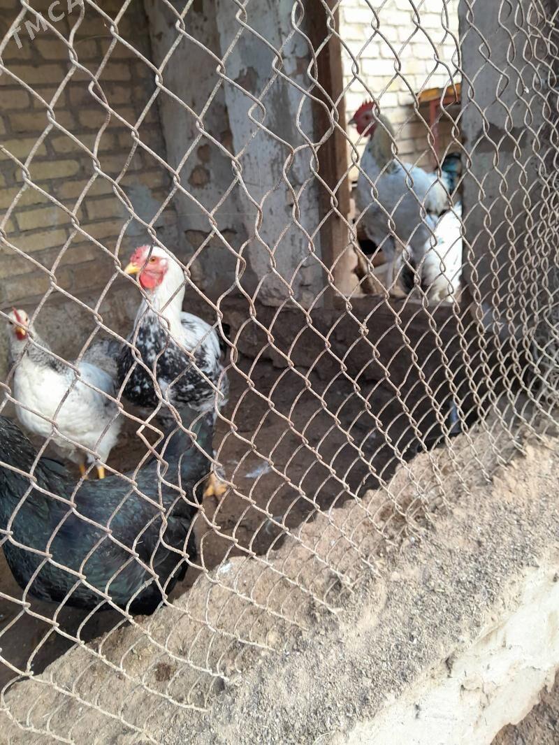 хораз - Фарап - img 3