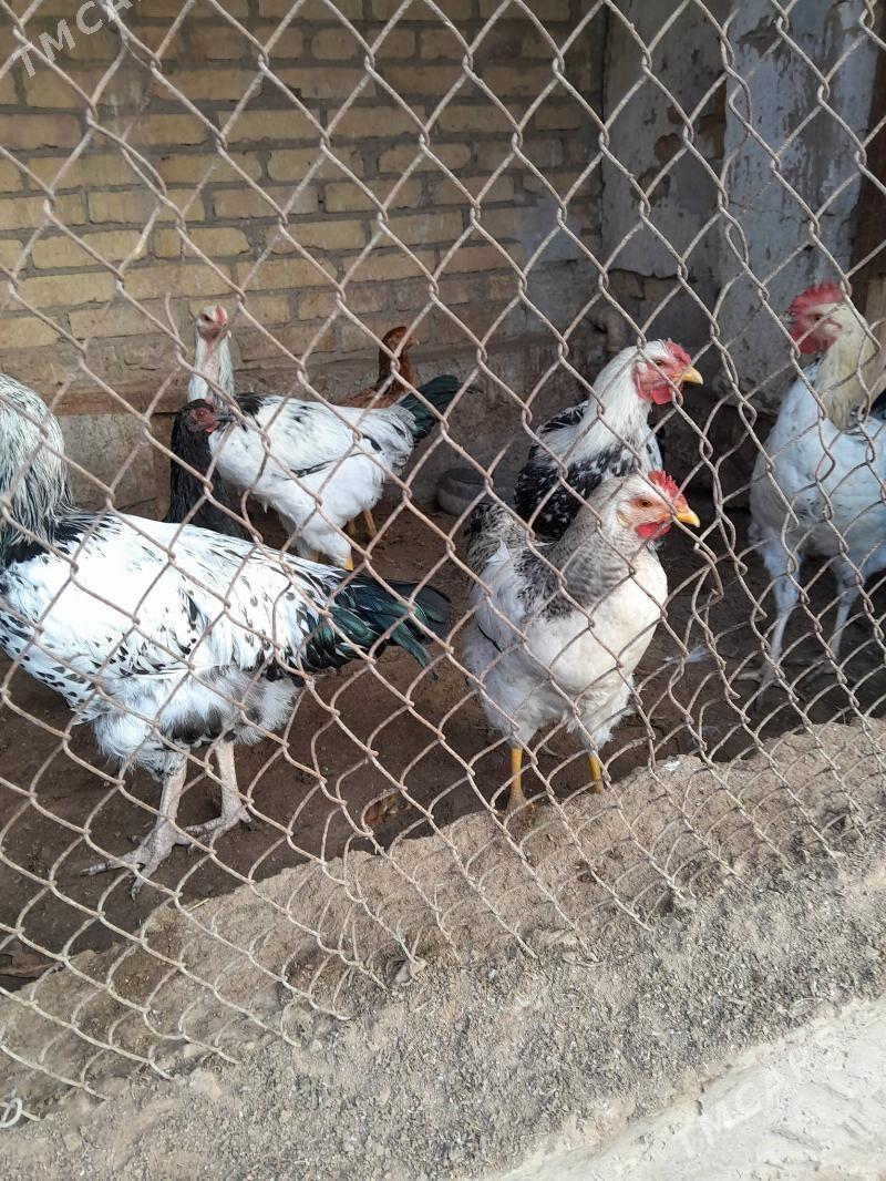 хораз - Фарап - img 2