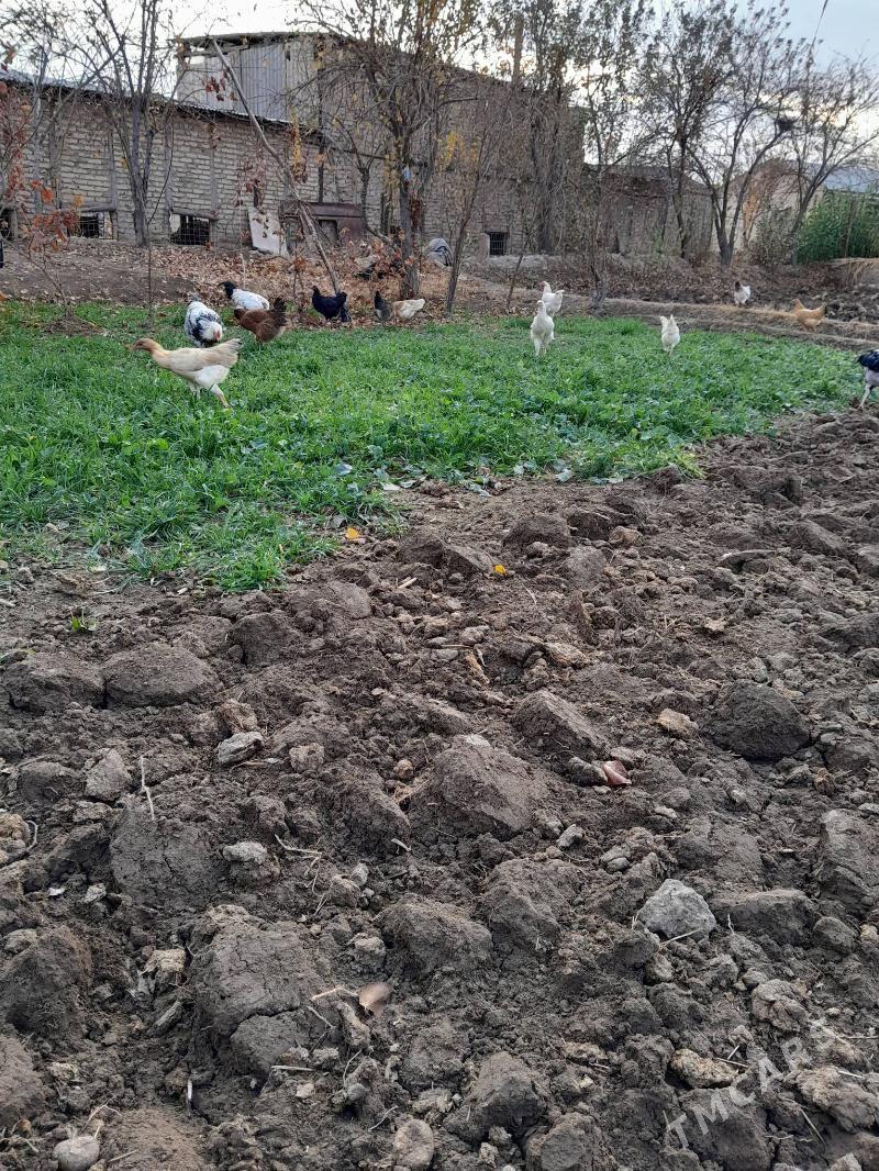 хораз - Фарап - img 8