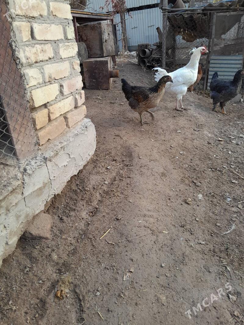 хораз - Фарап - img 6