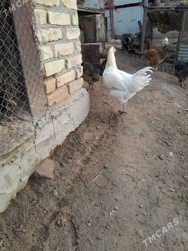 хораз - Фарап - img 7