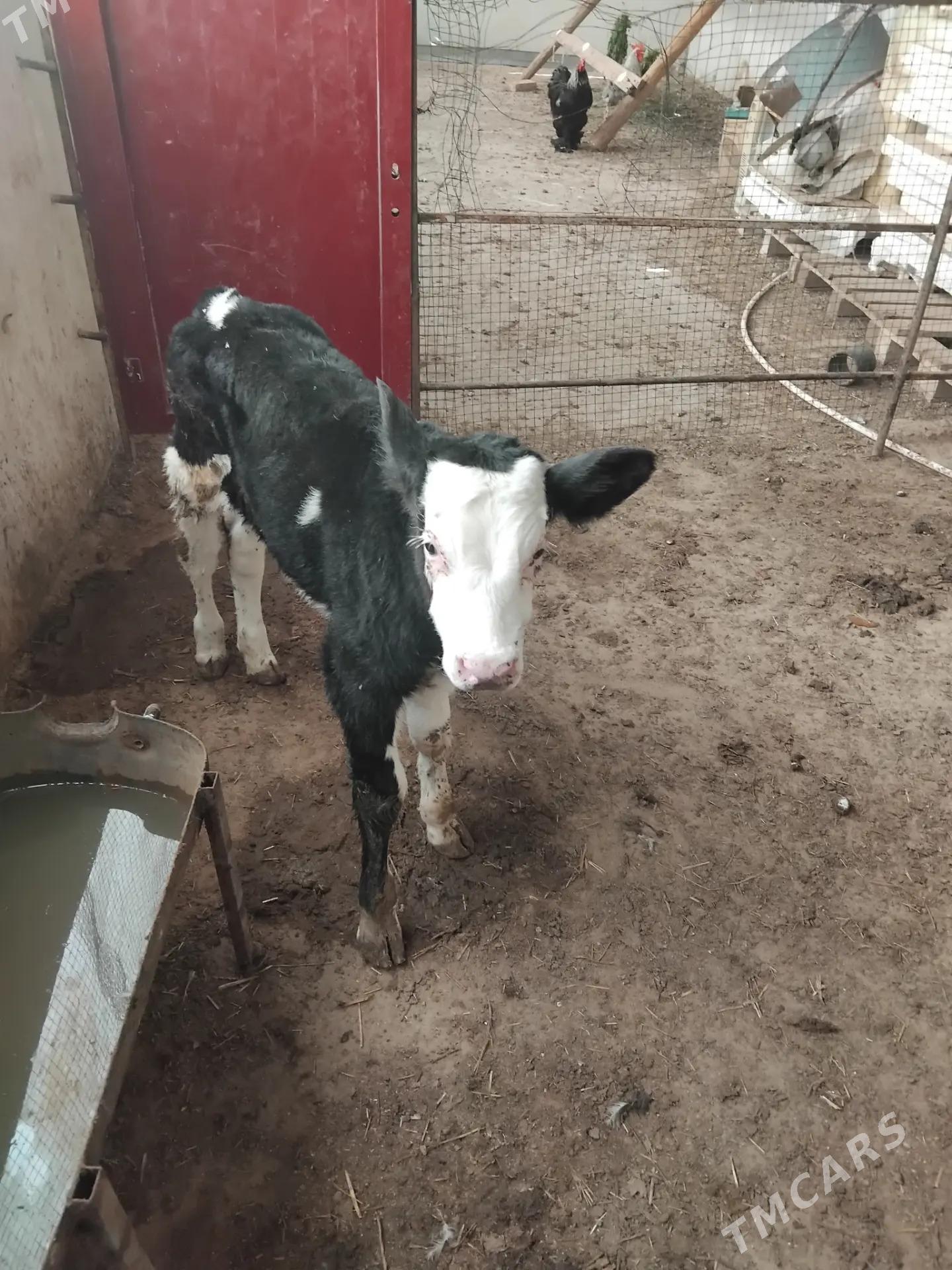 golejikler - Änew - img 2