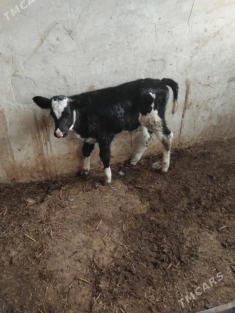 golejikler - Änew - img 3