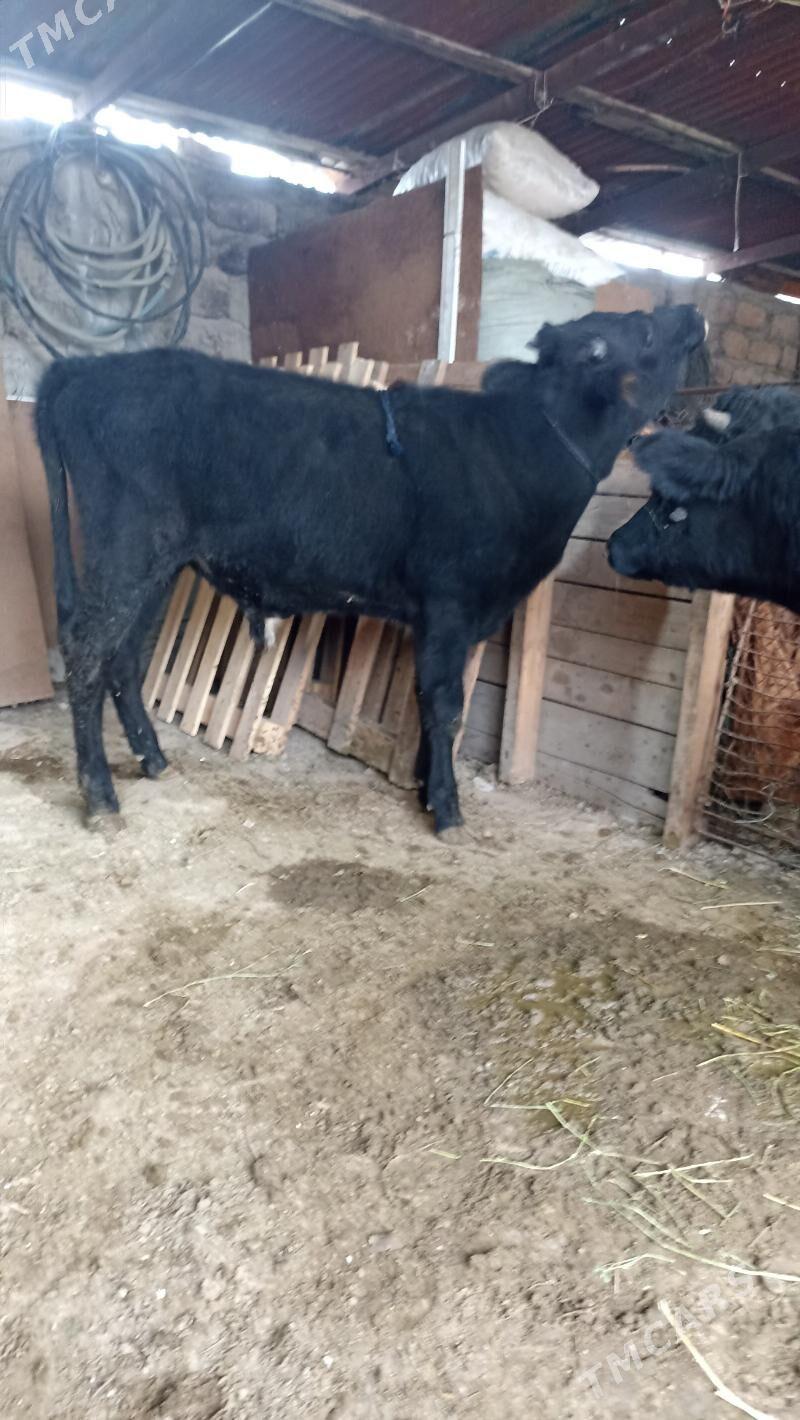 Okuzler - Бедев - img 3