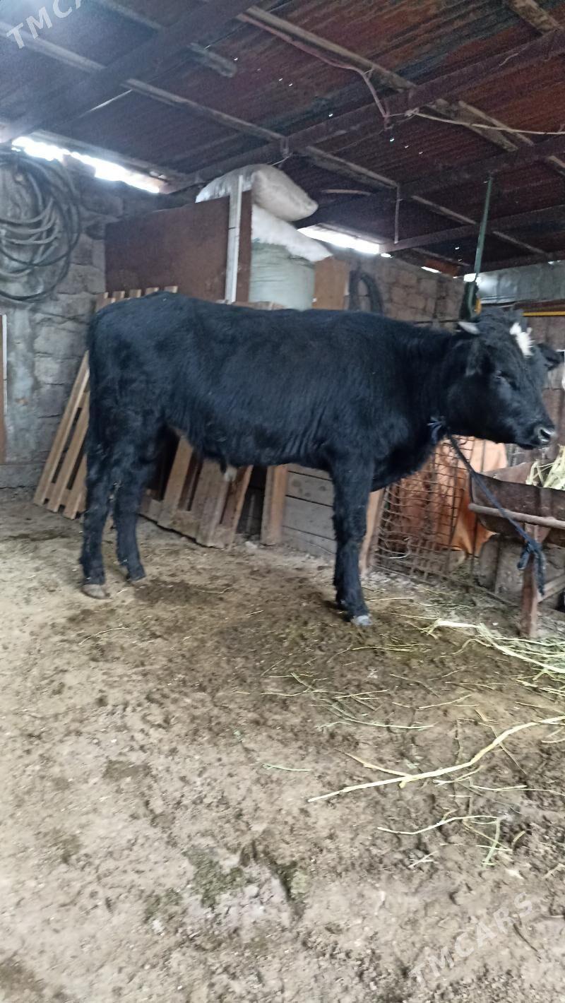 Okuzler - Бедев - img 2