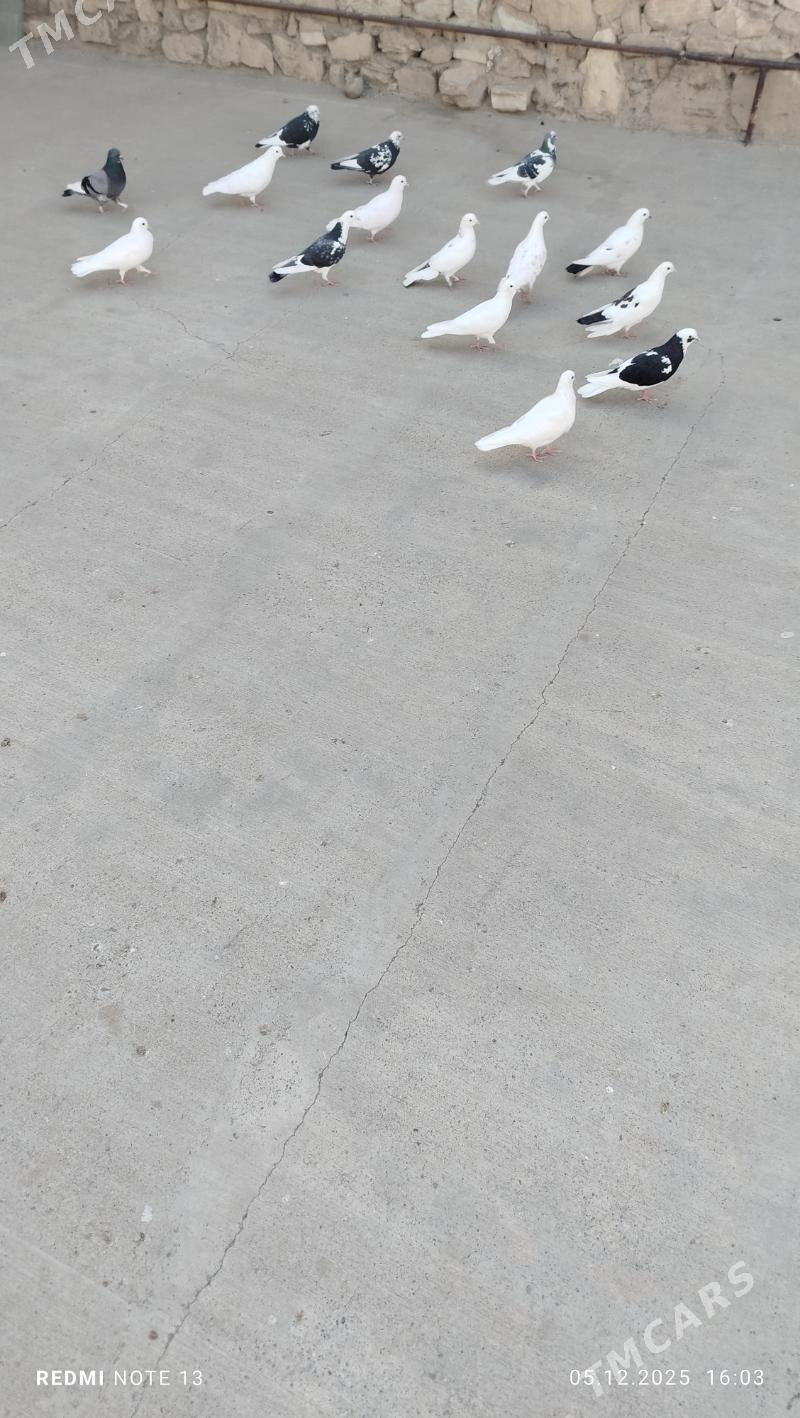 kepderi - Gyzylarbat - img 3