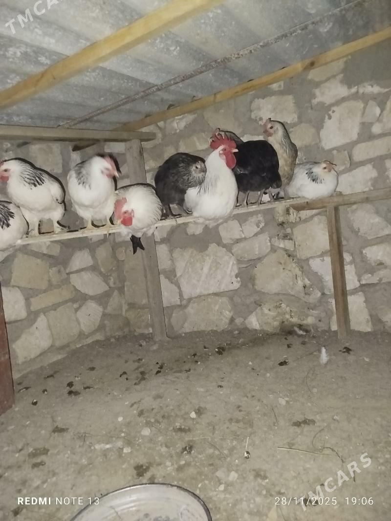 Adler horaz tawuk - Туркменбаши - img 2