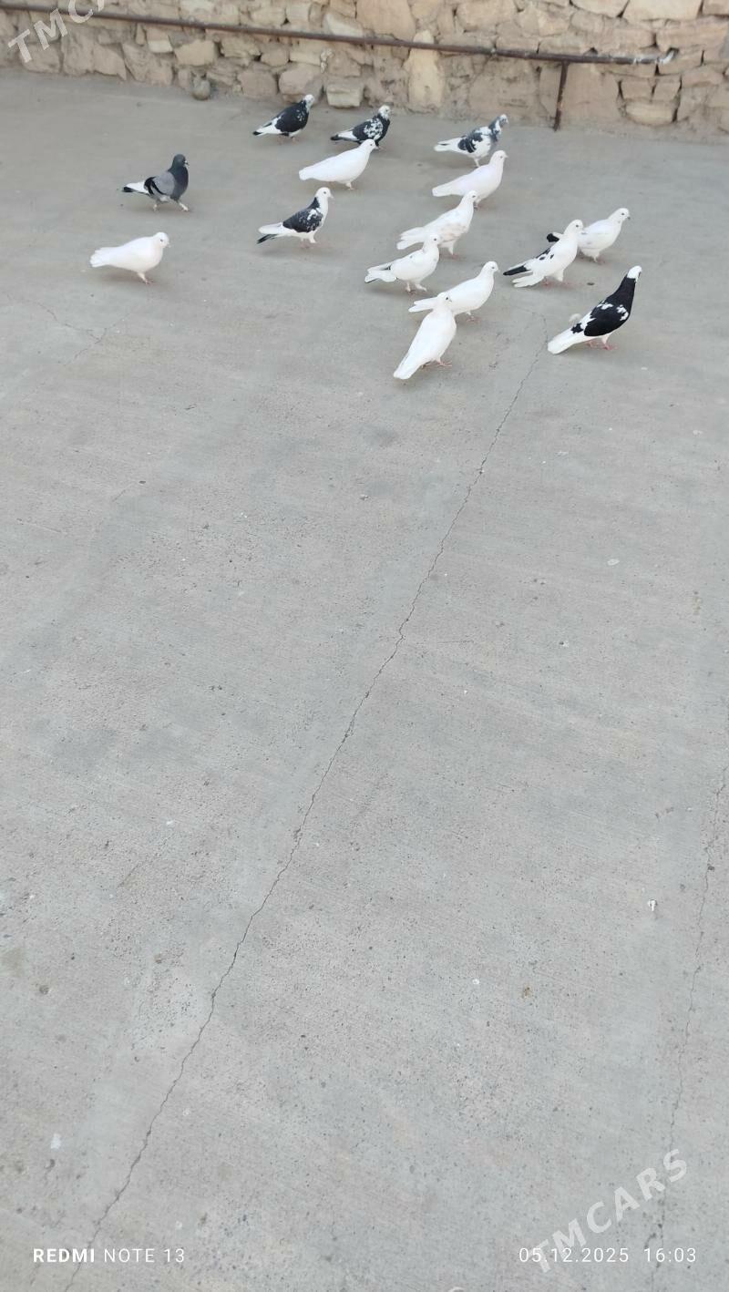 kepderi - Gyzylarbat - img 2