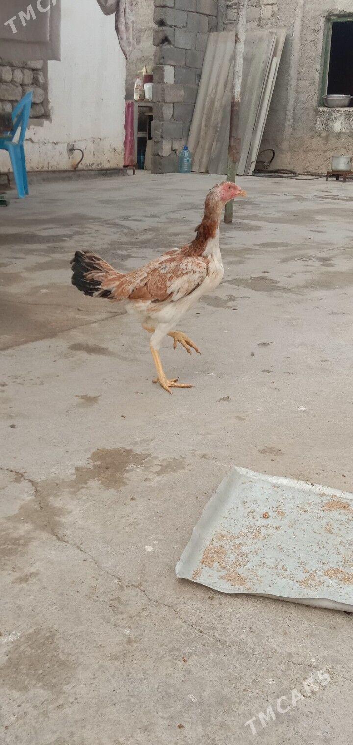 Taskent towyk - Garadamak - img 2