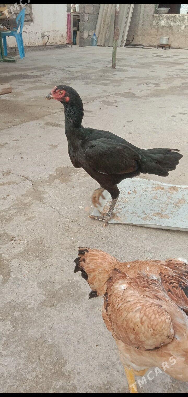 Taskent towyk - Garadamak - img 4