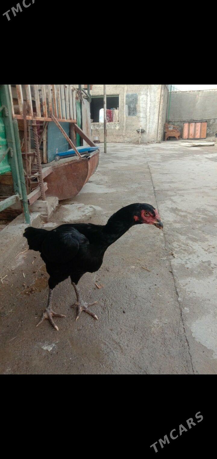 Taskent towyk - Garadamak - img 7