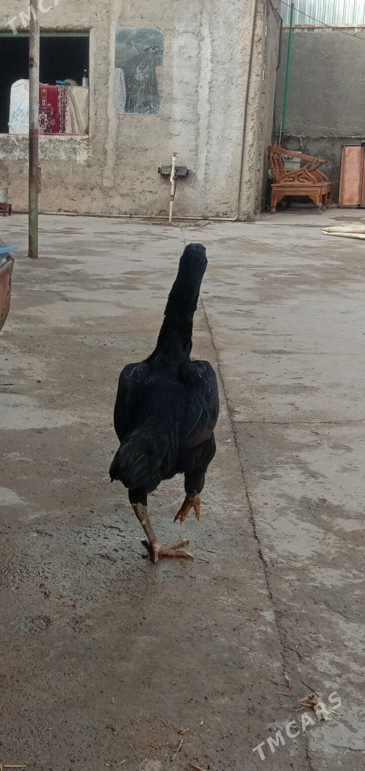 Taskent towyk - Garadamak - img 8