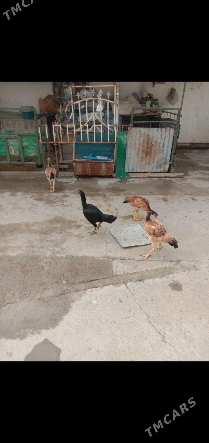 Taskent towyk - Garadamak - img 10