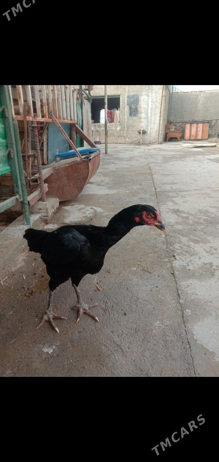 Taskent towyk - Garadamak - img 3