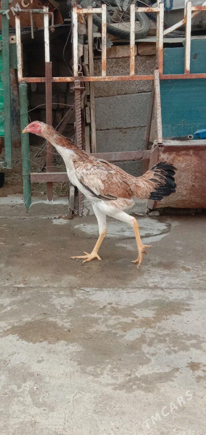 Taskent towyk - Garadamak - img 6